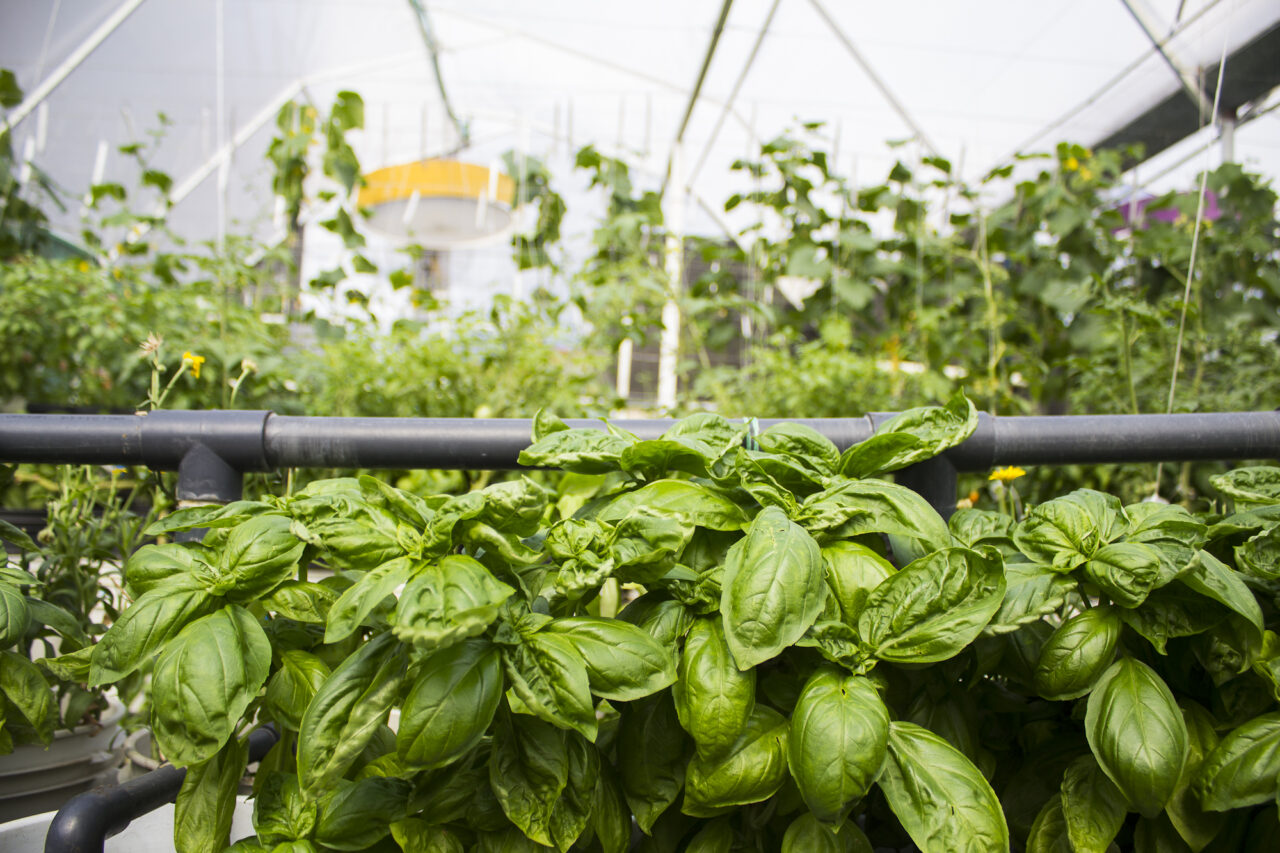 Acuapónicos – Qué son y cómo usarlos - WeedSeedShop, image size:1280x853