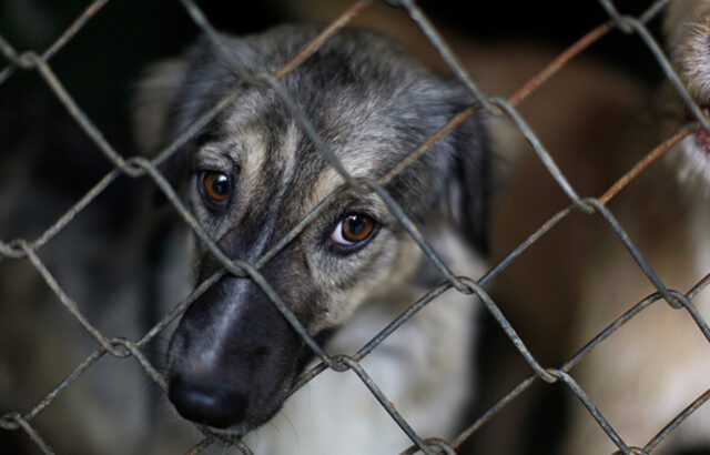 The Prosecutor's Office will sanction animal abuse with sentences of up to six years in jail and fines The Prosecutor's Office will sanction animal abuse with sentences of up to six years in jail and fines