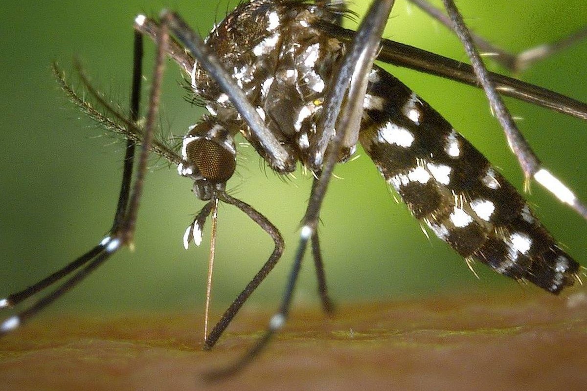 dengue mosquito patas blancas