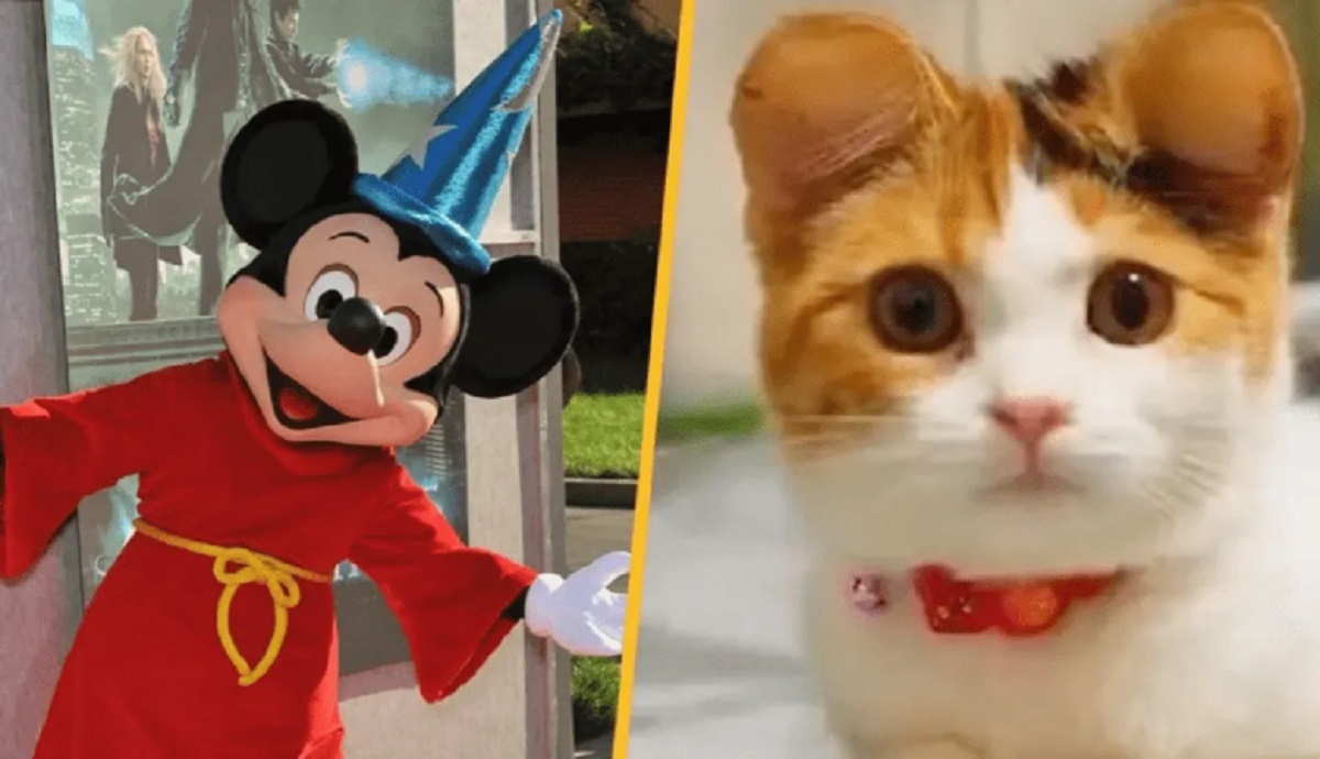 Moda orejas mascotas