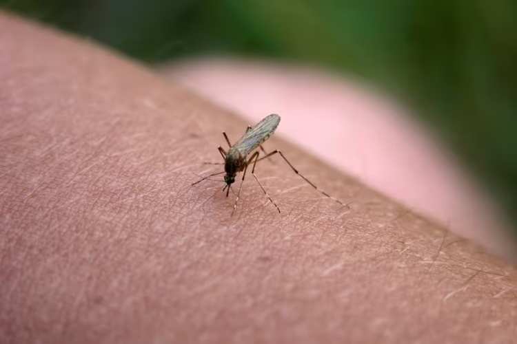 mosquitos (1)