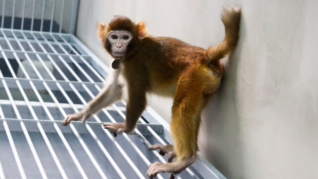 Científicos chinos clonaron con éxito un mono rhesus