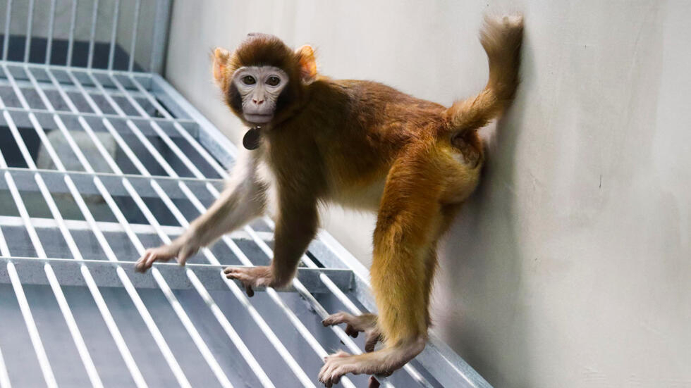 mono rhesus
