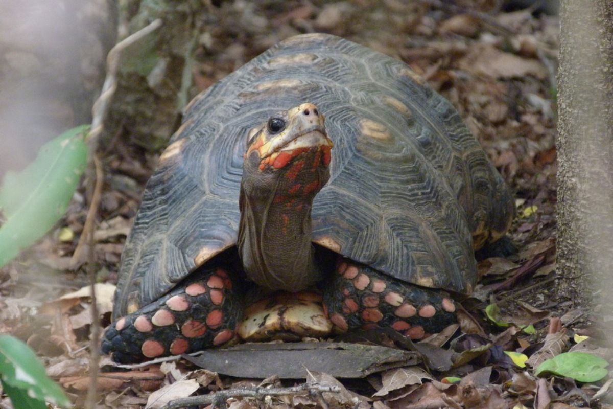 orinoco