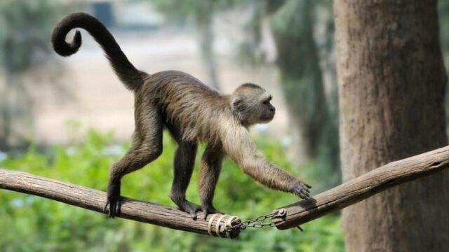 Solo 5% de la terapias probadas en animales llegan al uso humano