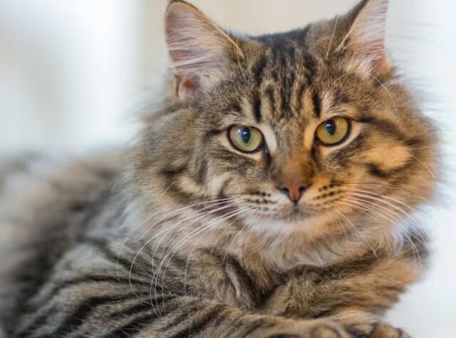 Cuántos años puede vivir un gato y cómo mejorar su calidad de vida