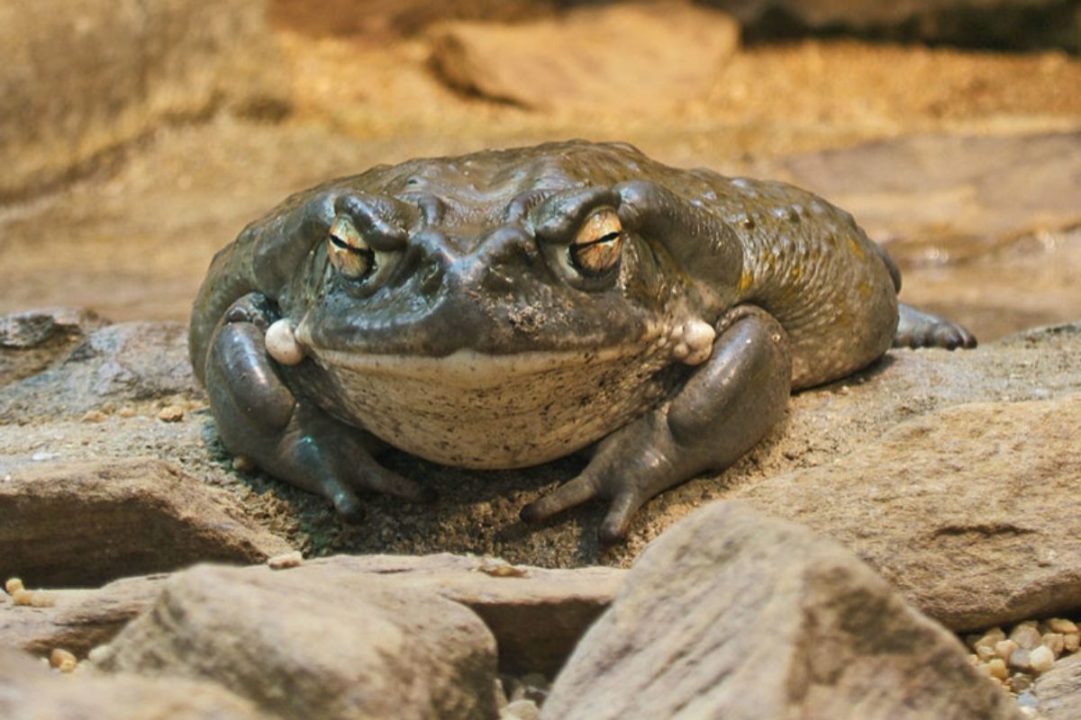 Sapo de sonora