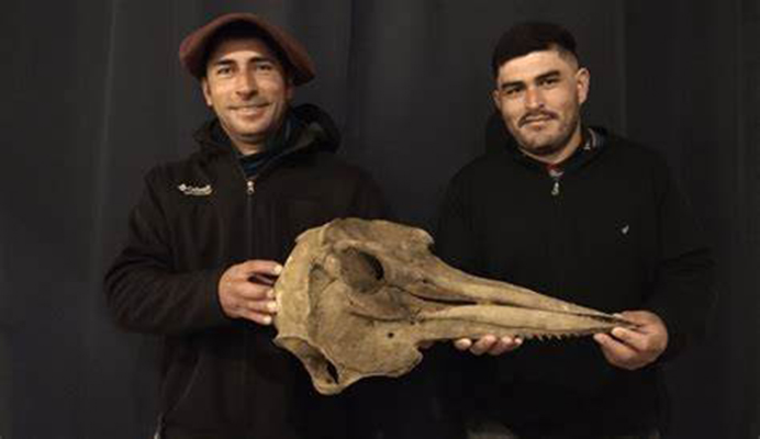 Delfin Cráneo Argentina 3