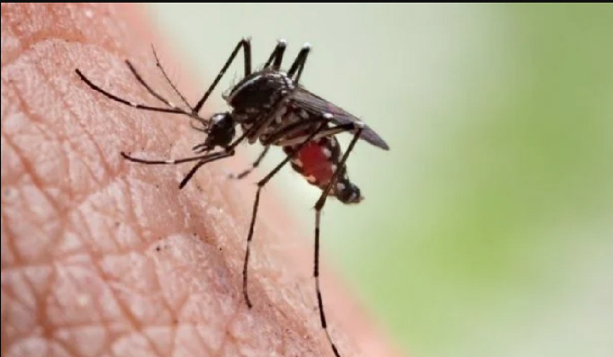 OMS dengue