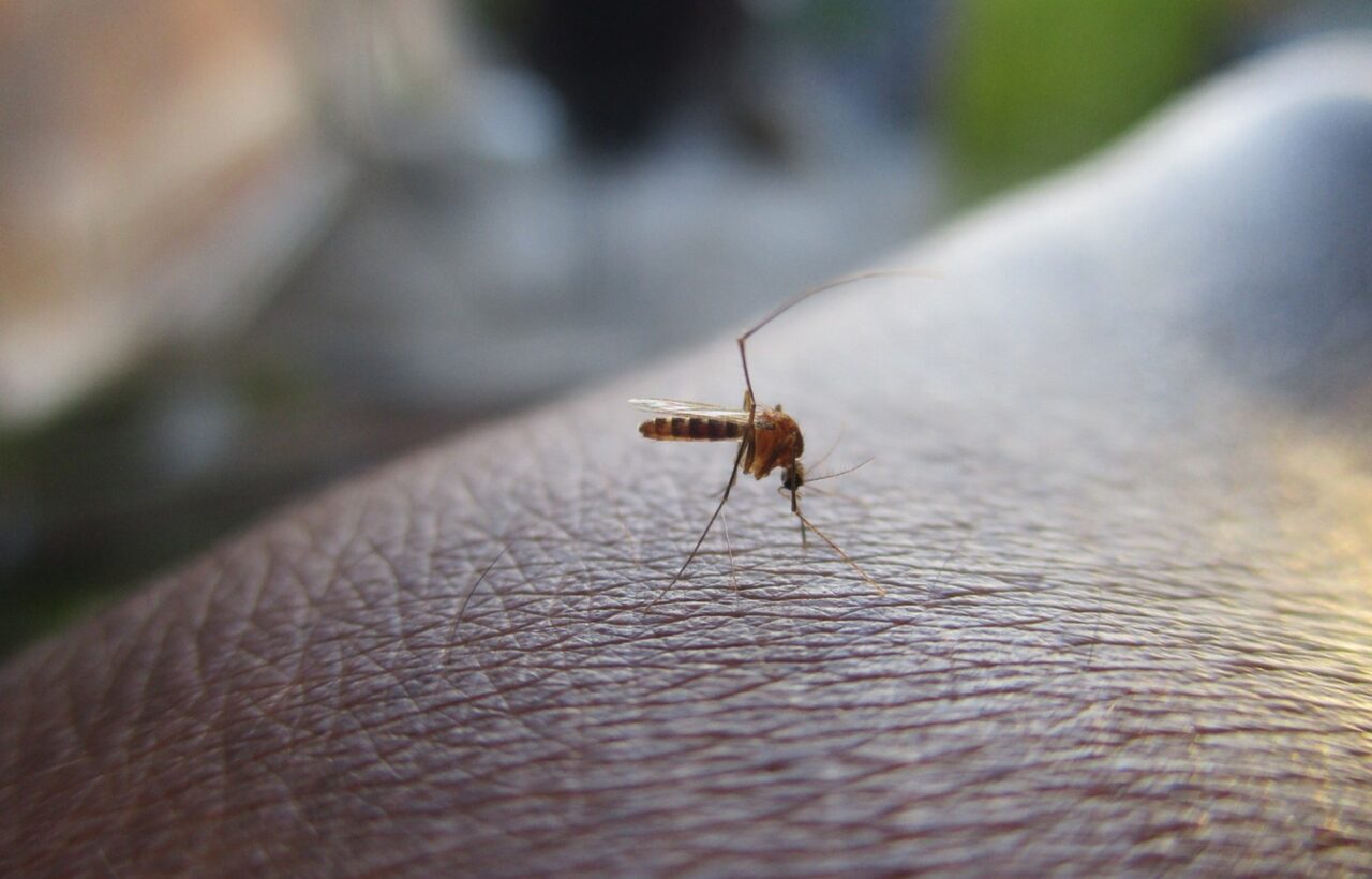 dengue (1)