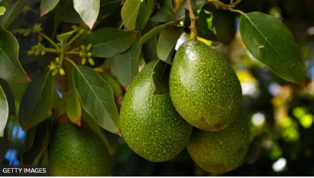 Por qué los aguacates son tan controvertidos y malos para el medio ambiente