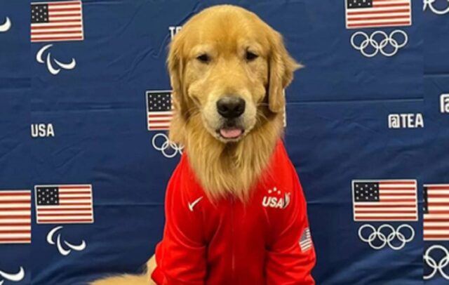 ¿De qué raza es Beacon, el perro que trabaja con las gimnastas estadounidenses en París 2024?