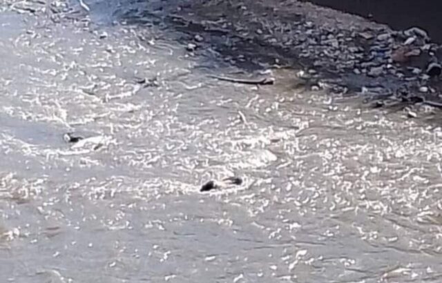 Recuperaron cadáver en el río Guaire, a la altura de El Llanito