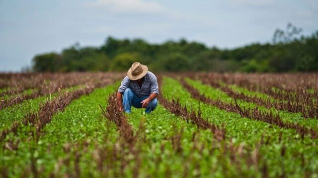 Fedeagro registró reducción de 43% en tierras sembradas en 2024