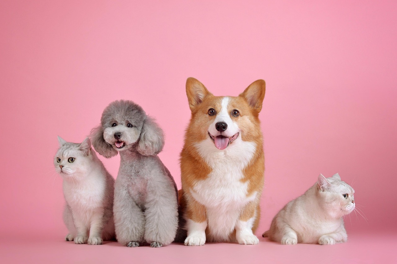 pixabay-perros-gatos