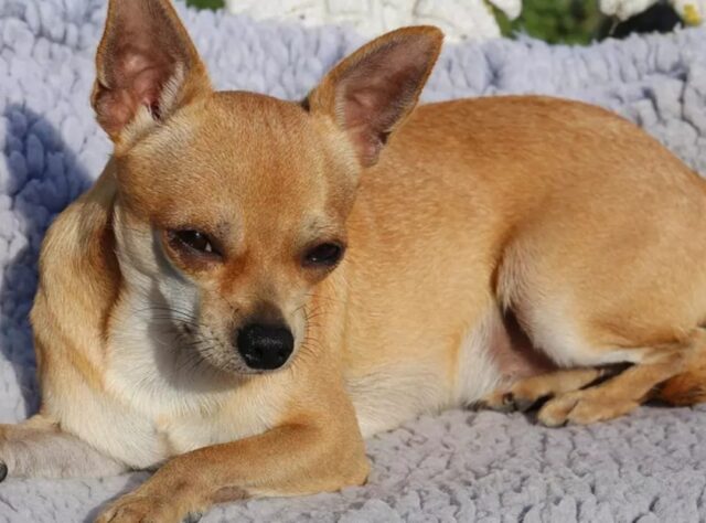 Un perro chihuahua salva a su dueño tras caída en glaciar de Suiza