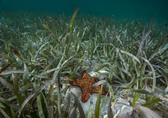 Científicos en La Guaira analizan pastos marinos para frenar el cambio climático