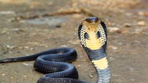 El momento en el que una agente forestal captura a una cobra de casi 6 metros de largo en India