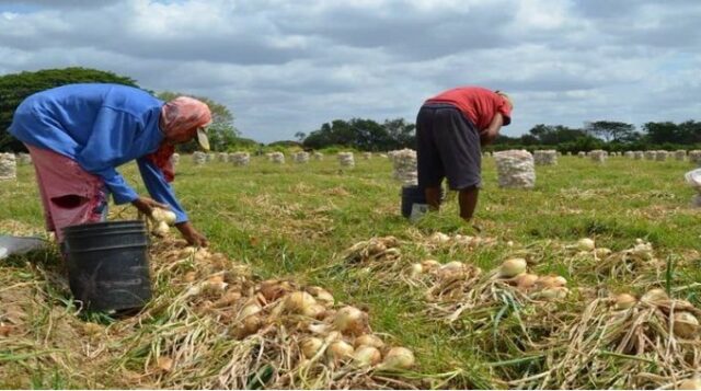 Fedeagro: producción nacional cubre 63% del consumo, pero el sector requiere financiamiento