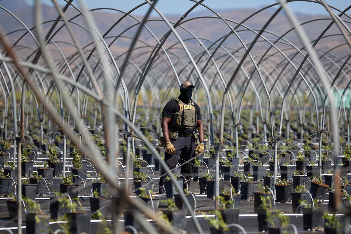 ICE raid at cannabis facility in Camarillo, CA