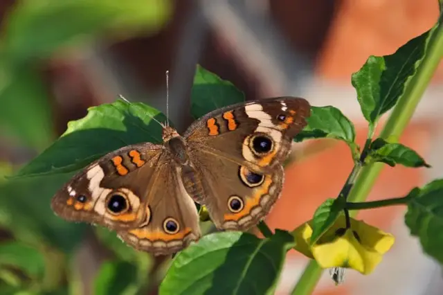 Qué son los "gritos imperceptibles" de las plantas a las que reaccionan solo insectos y algunos mamíferos