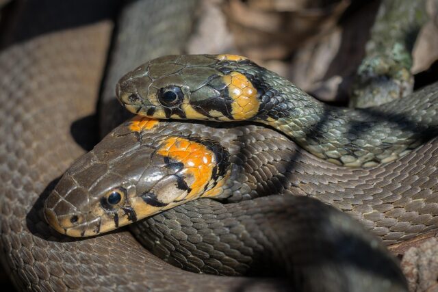 ¿Reptiles incomprendidos?: celebrando el Día Mundial de la Serpiente
