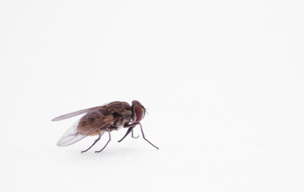 Registrada en Venezuela y reaparecida en Ecuador: la misteriosa mosca que inquieta a los expertos