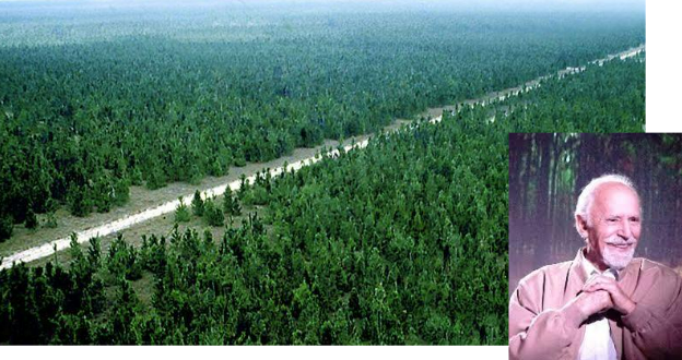 Una utopía: El bosque de pino caribe más grande del mundo… ¡está en Venezuela! (1/2) Una utopía: El bosque de pino caribe más grande del mundo… ¡está en Venezuela! (1/2)