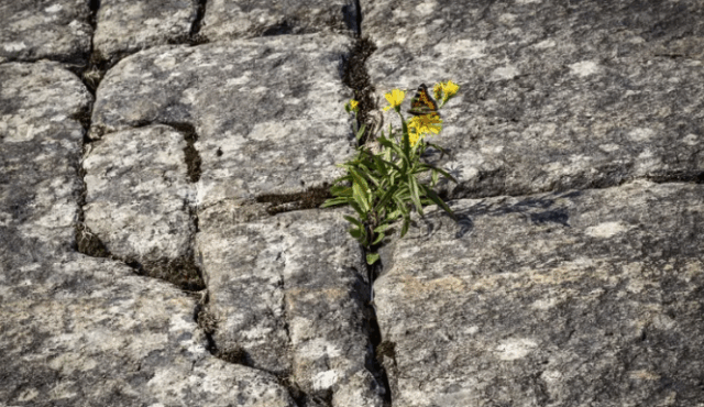 Latinoamérica resiliente ¿o impotente?