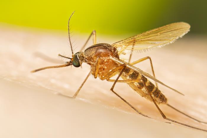 Virus del Nilo