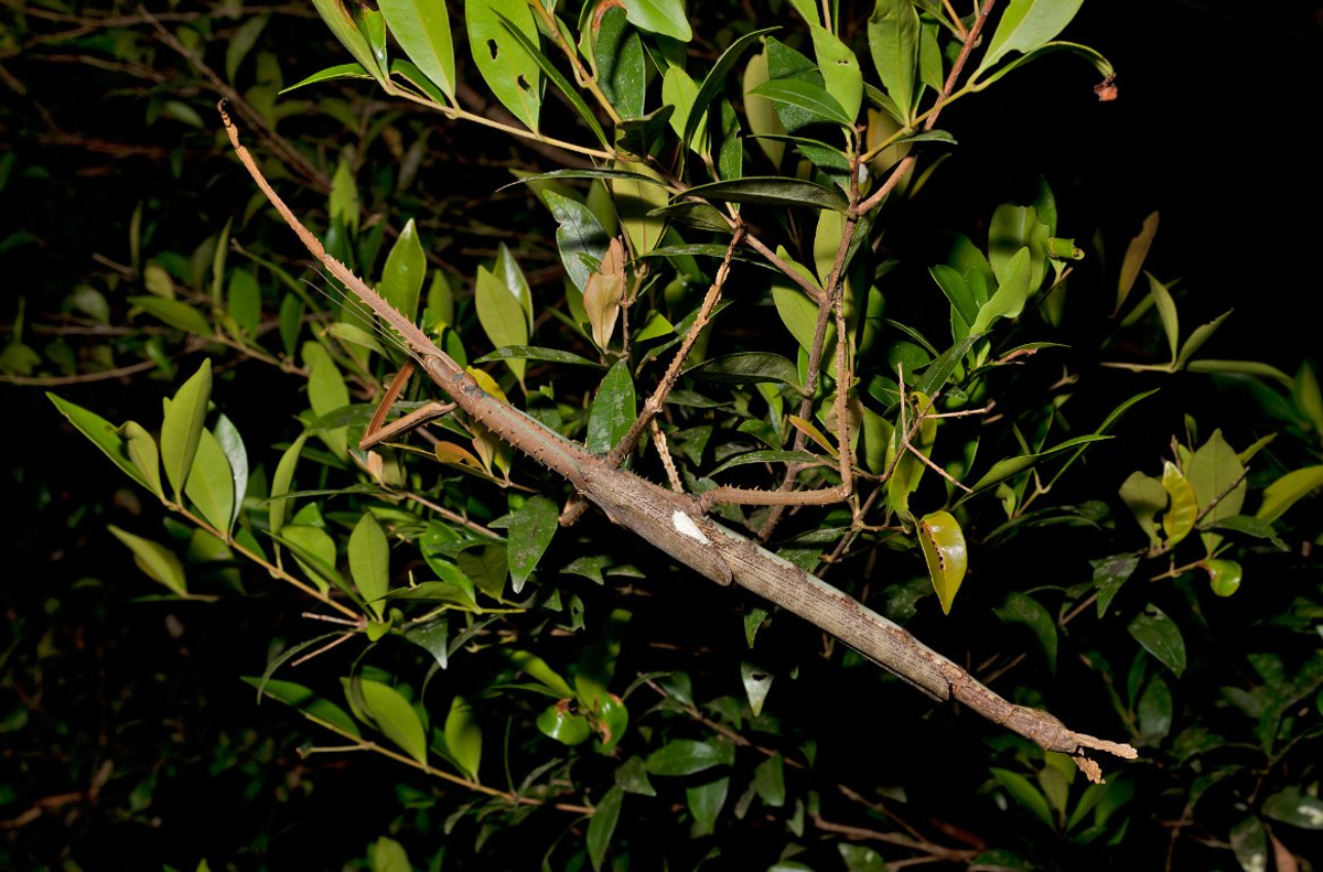 Científicos descubren especie de insecto palo gigante