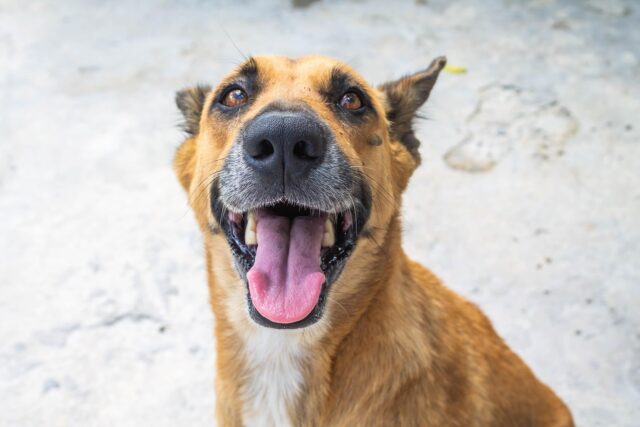 Cómo sobreviven los perros al calor extremo del verano