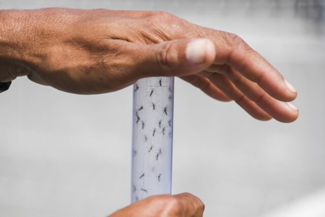 They warn about possible increase in Chikungunya against rainfall in Venezuela