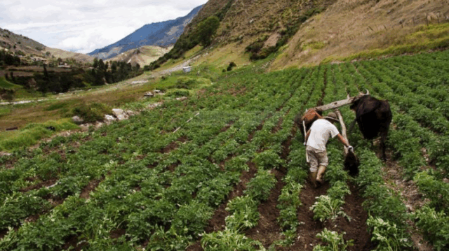 ¿El mundo rural es parte del Plan País?