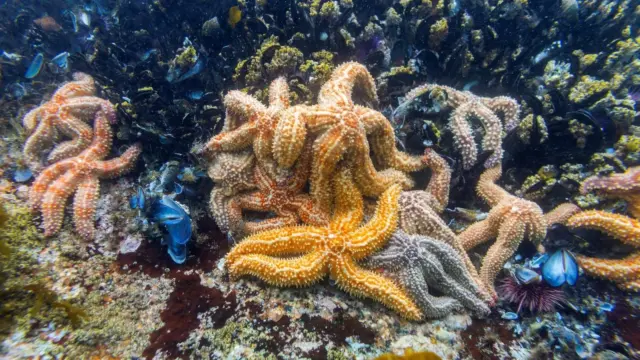 Identifican la bacteria que diezma a las estrellas de mar