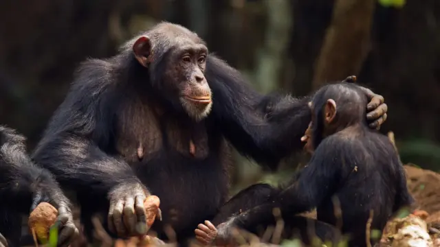 Madres chimpancés enseñan a sus crías a comunicarse