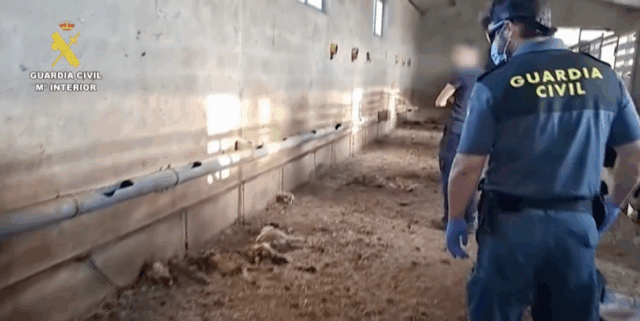 Hallaron 32 perros muertos de hambre en una finca en España