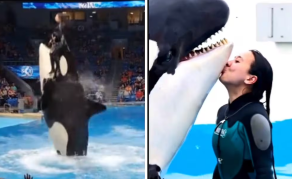 Jessica Radcliffe, la misteriosa mujer que se hizo viral al ser atacada por una orca