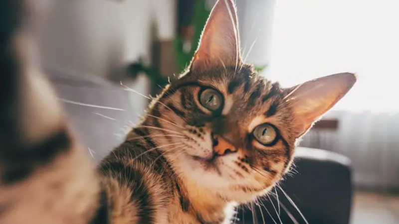 Estilo de Vida » Por qué los gatos —y no los ratones— "son el modelo perfecto" para estudiar la demencia en los humanos