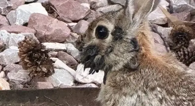 Conejitos zombis: virus del papiloma de Shope desconcierta a EE UU