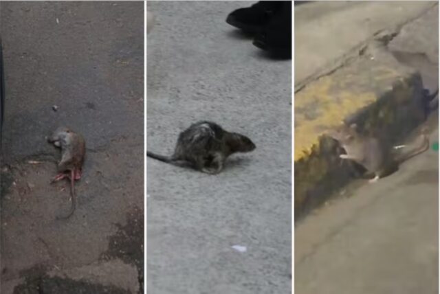 Denuncian que cada vez hay más ratas en Buenos Aires