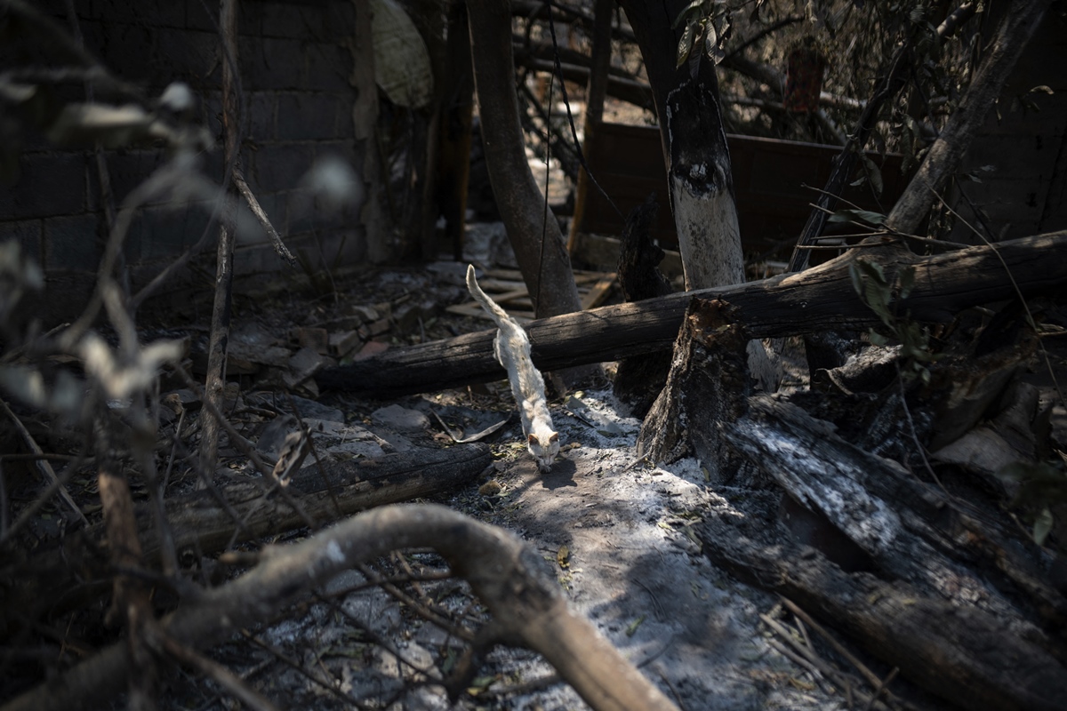 Incendios en Portugal: reportan la muerte de una tercera persona - EL ...