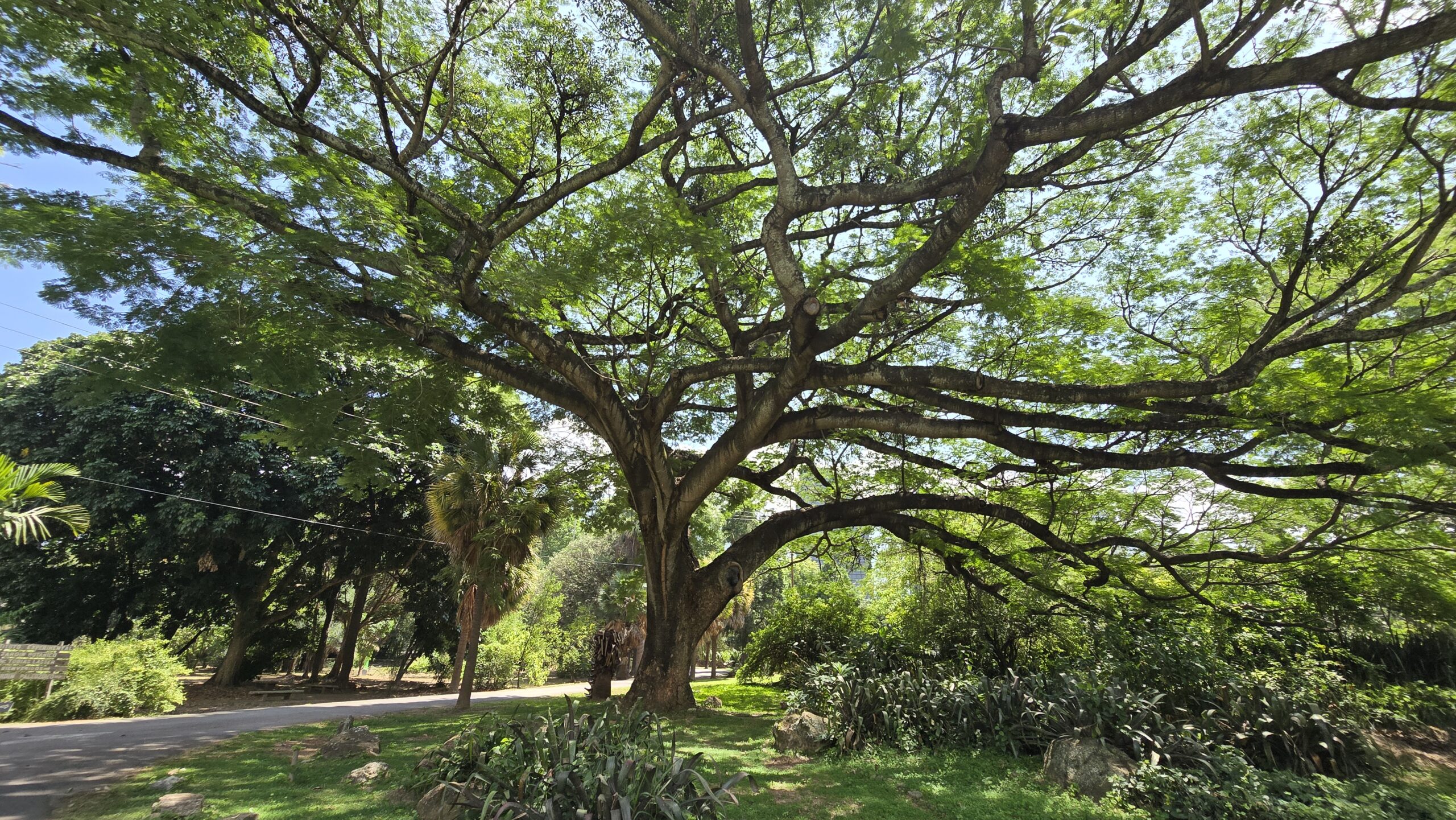Una mujer falleció y dos hombres terminaron lesionados tras la caída de un árbol en Cumaná