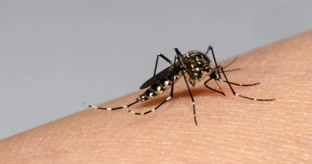 Brasil suspende vacuna contra el dengue tras 2 muertes y 42 