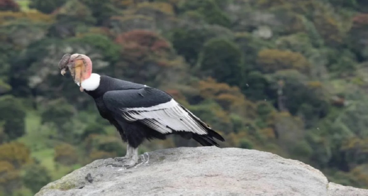 El cóndor andino tiene alas que pueden alcanzar los 3,2 metros de envergadura y un peso que llega hasta los 15 kilos Foto Archivo