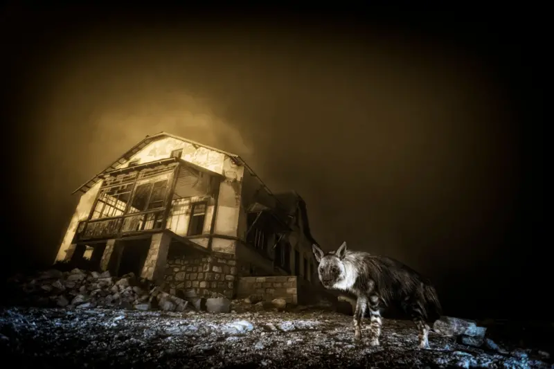 La historia de la foto "perfecta" que tomó una década capturar y otras imágenes ganadoras del premio Fotógrafo de la Vida Silvestre 2025