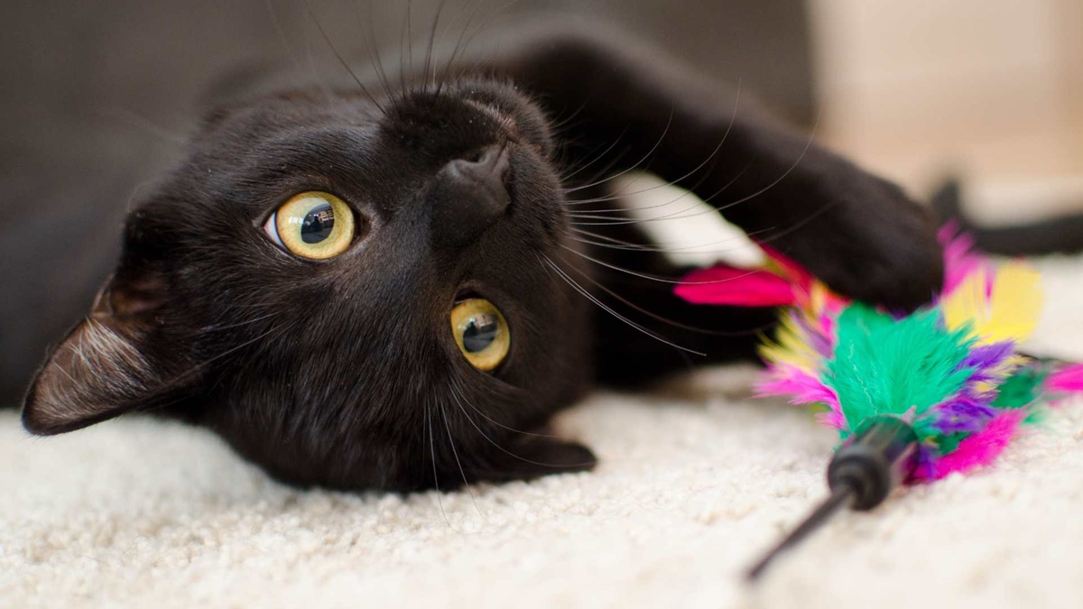 Ciudad española prohíbe adoptar gatos negros en Halloween para evitar ritos y malos tratos
