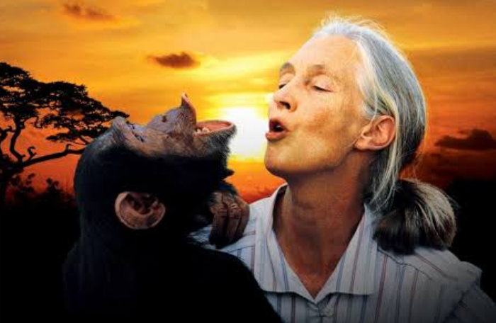 El chimpancé ¿sapiens?