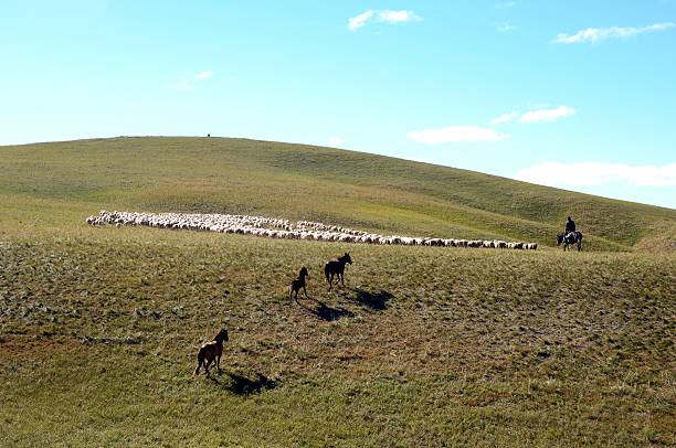 Sequías extremas y repetidas conducen al colapso ecológico en praderas