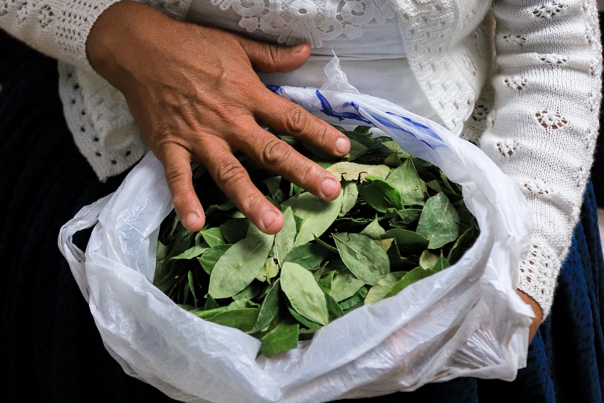 Bolivia incrementa en 10% sus cultivos de coca, alcanzando 34,000 hectáreas en 2024